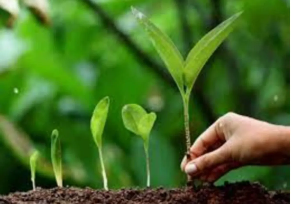 Importance of Tree Plantation Paragraph for SSC/HSC