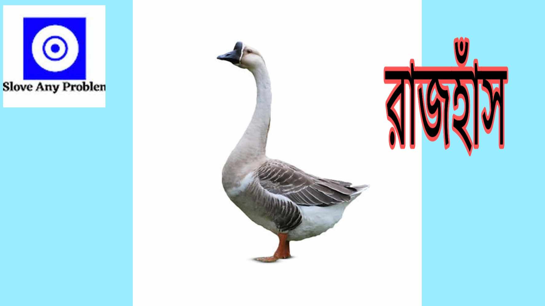 বাটা মসলায় রাজহাঁস রান্না